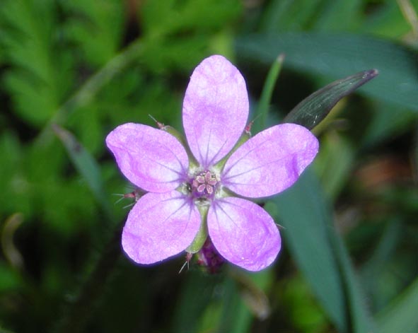 Erodium cicutarium ?